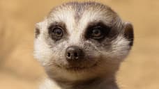 THE LION KING Star Donald Glover Debuts A New Clip From The Upcoming Remake Which Features Hakuna Matata