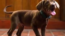 Scooby-Doo: Origins - Netflix Shares New Official Look At Live-Action Show's Great Dane Star