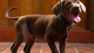 Scooby-Doo: Origins - Netflix Shares New Official Look At Live-Action Show's Great Dane Star