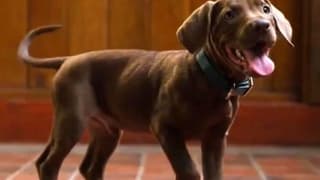 Scooby-Doo: Origins - Netflix Shares New Official Look At Live-Action Show's Great Dane Star