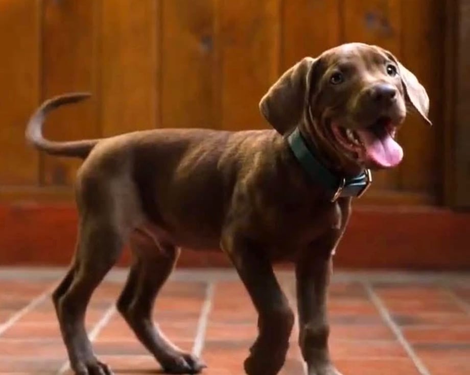 Scooby-Doo: Origins - Netflix Shares New Official Look At Live-Action Show's Great Dane Star